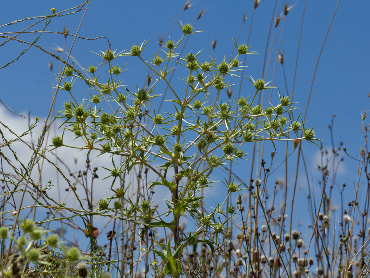 Изображение особи Eryngium campestre.