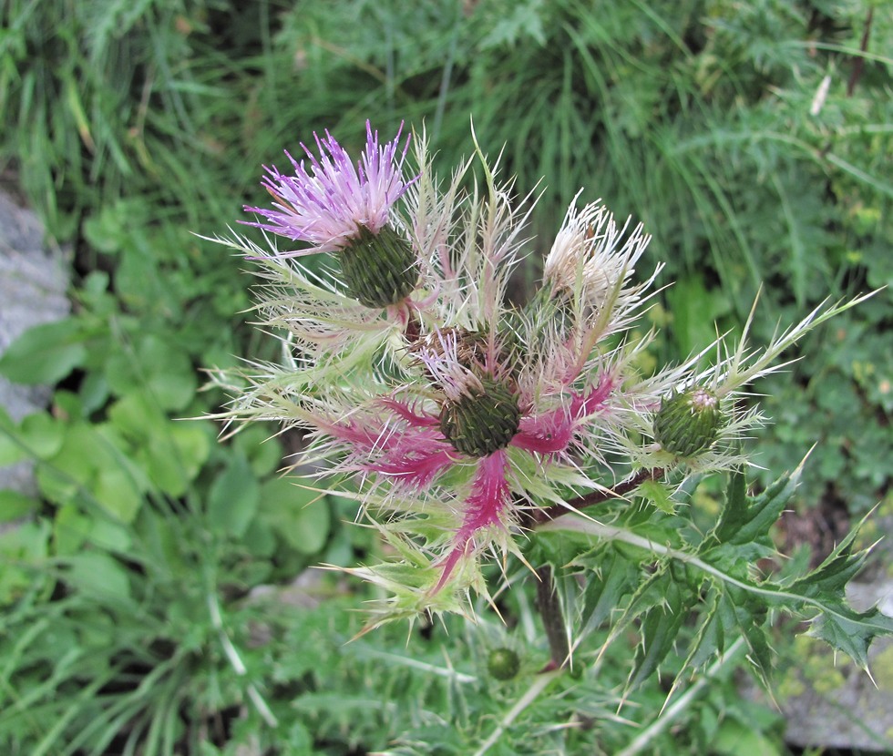 Изображение особи Cirsium obvallatum.