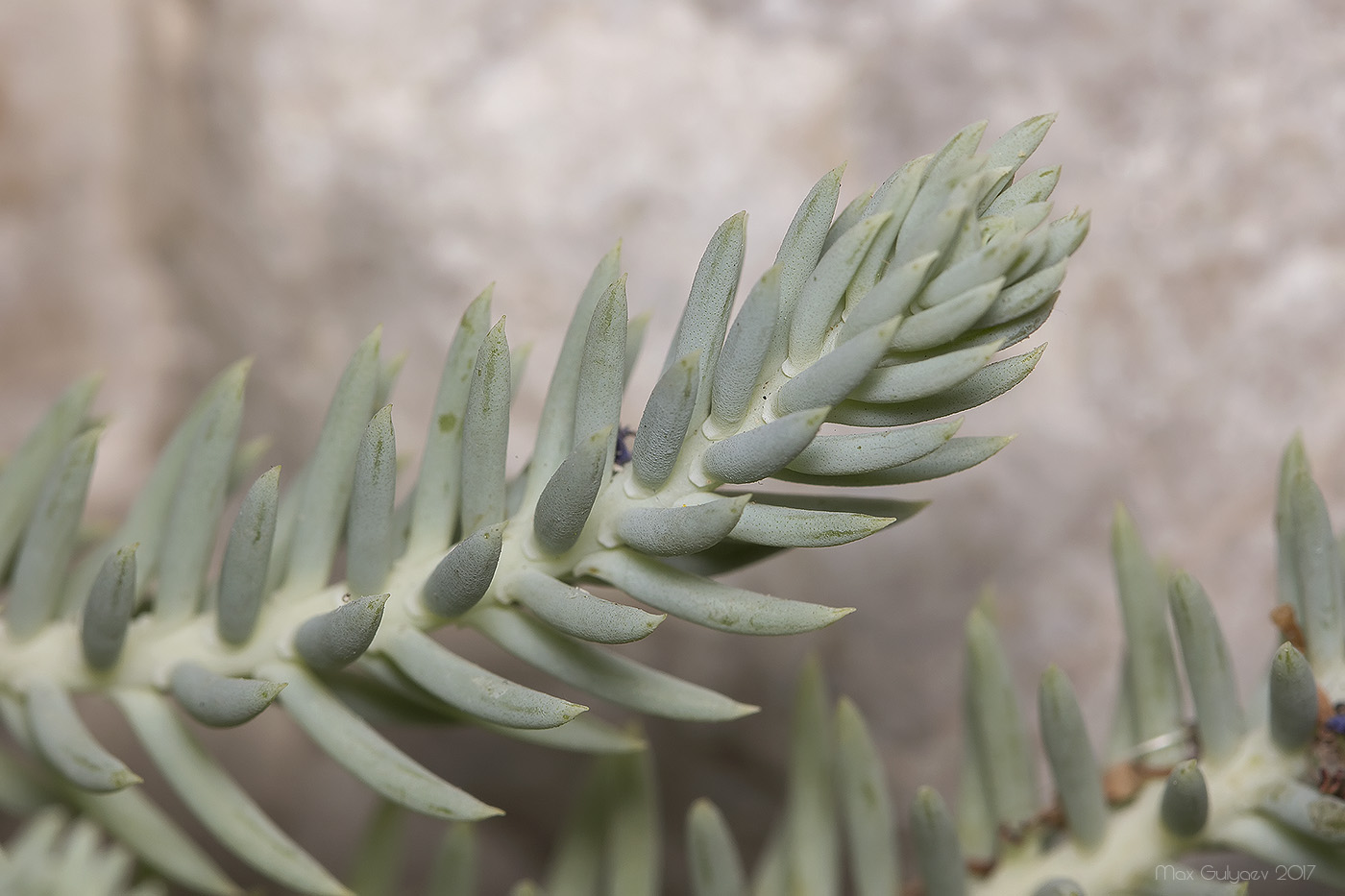 Image of Sedum reflexum specimen.