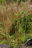 Calamagrostis × acutiflora