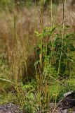 Calamagrostis × acutiflora. Нижняя часть растения. Ленинградская обл., Всеволожский р-н, окр. дер. Лаппелово, очищенная от деревьев полоса между ж.-д. путями и смешанным лесом. 18.08.2017.