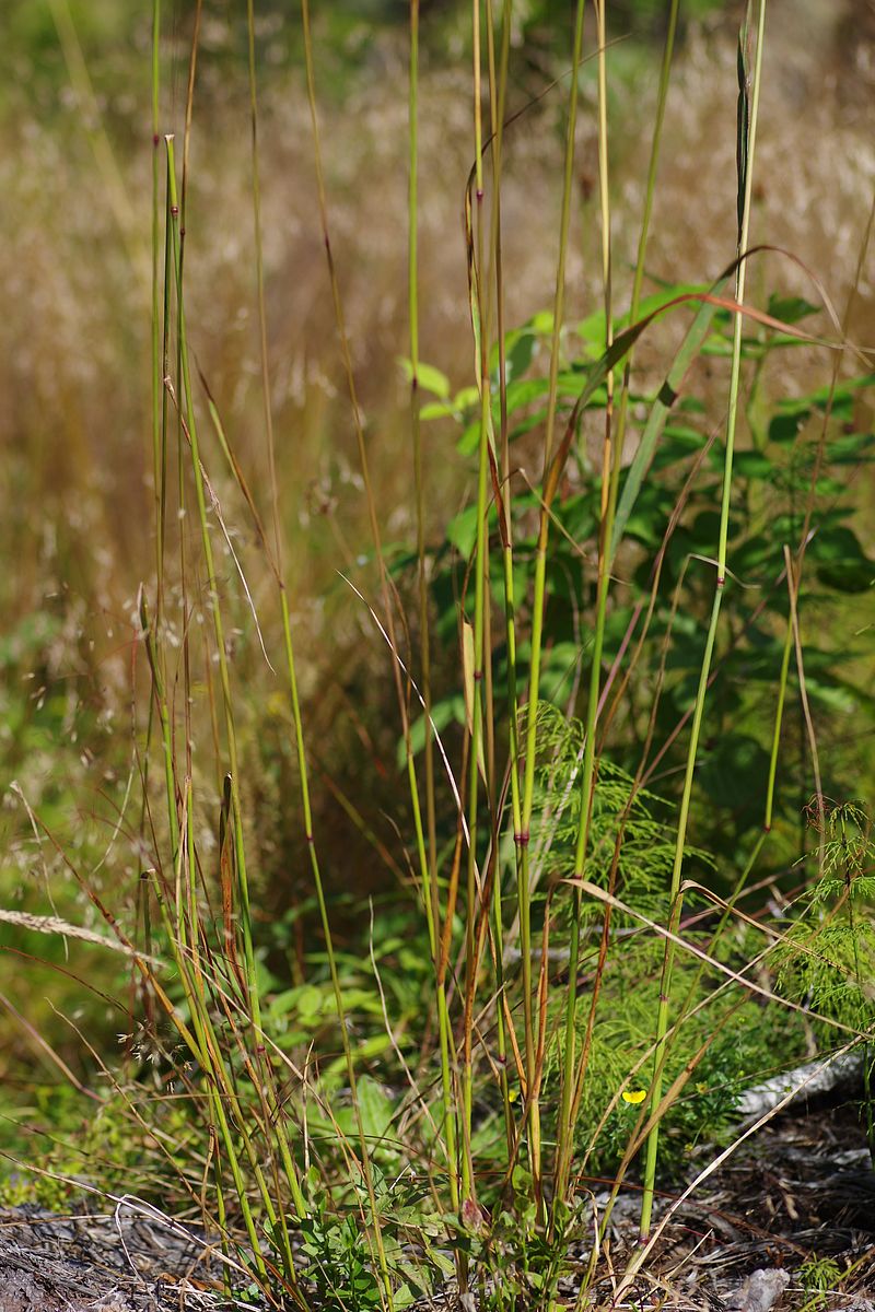 Image of Calamagrostis &times; acutiflora specimen.