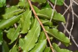 Galpinia transvaalica