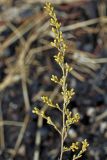 Artemisia serotina