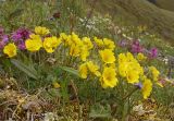 genus Potentilla. Цветущее растение. Якутия, дельта р. Лена, Хараулахский хребет, горный склон. 23.07.2017.