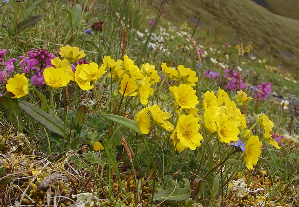 Изображение особи род Potentilla.