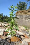 Lithospermum officinale