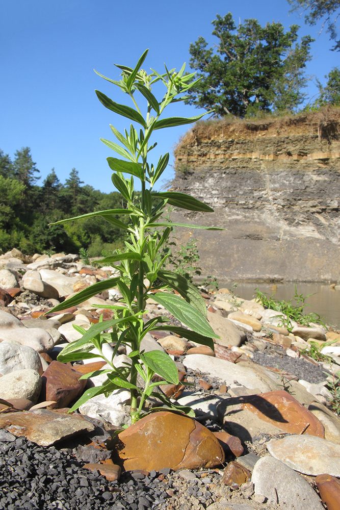 Image of Lithospermum officinale specimen.