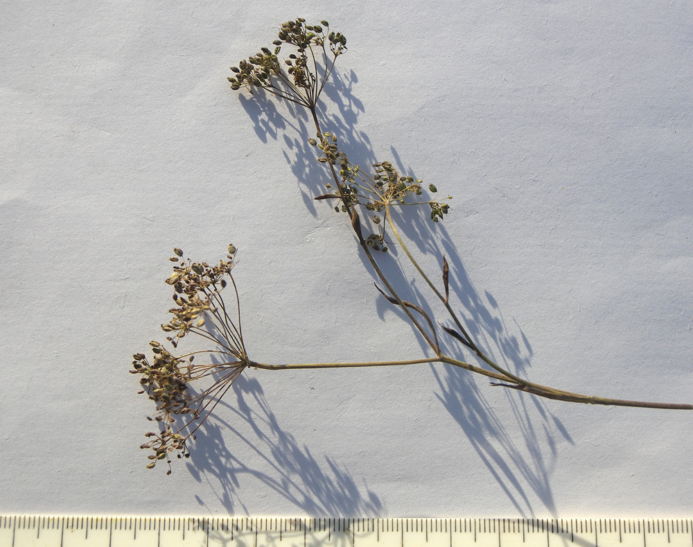 Image of Pimpinella saxifraga specimen.