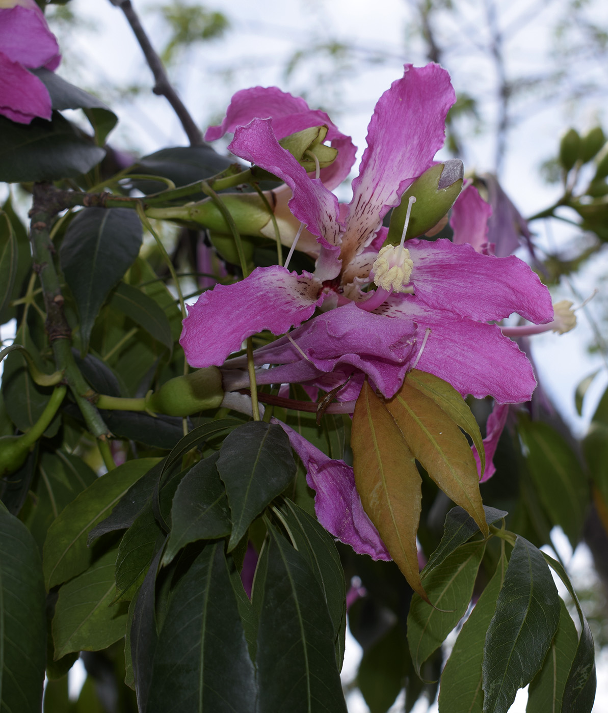 Изображение особи Ceiba speciosa.