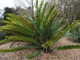 Encephalartos lebomboensis