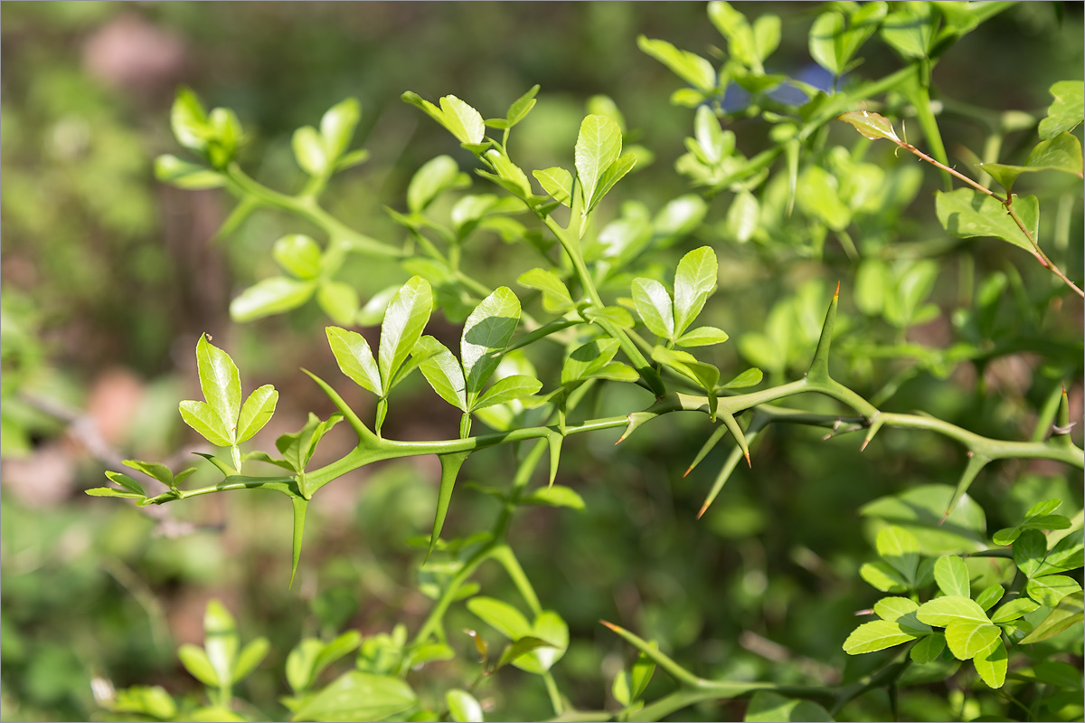 Image of Poncirus trifoliata specimen.