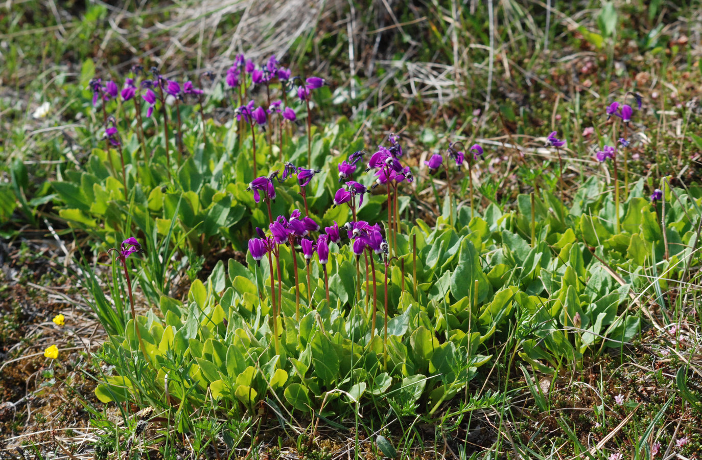 Изображение особи Dodecatheon frigidum.