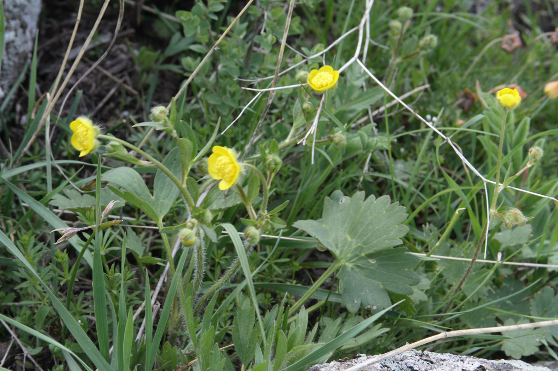 Image of Ranunculus olgae specimen.