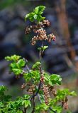 Ribes altissimum