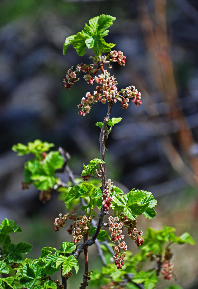 Image of Ribes altissimum specimen.