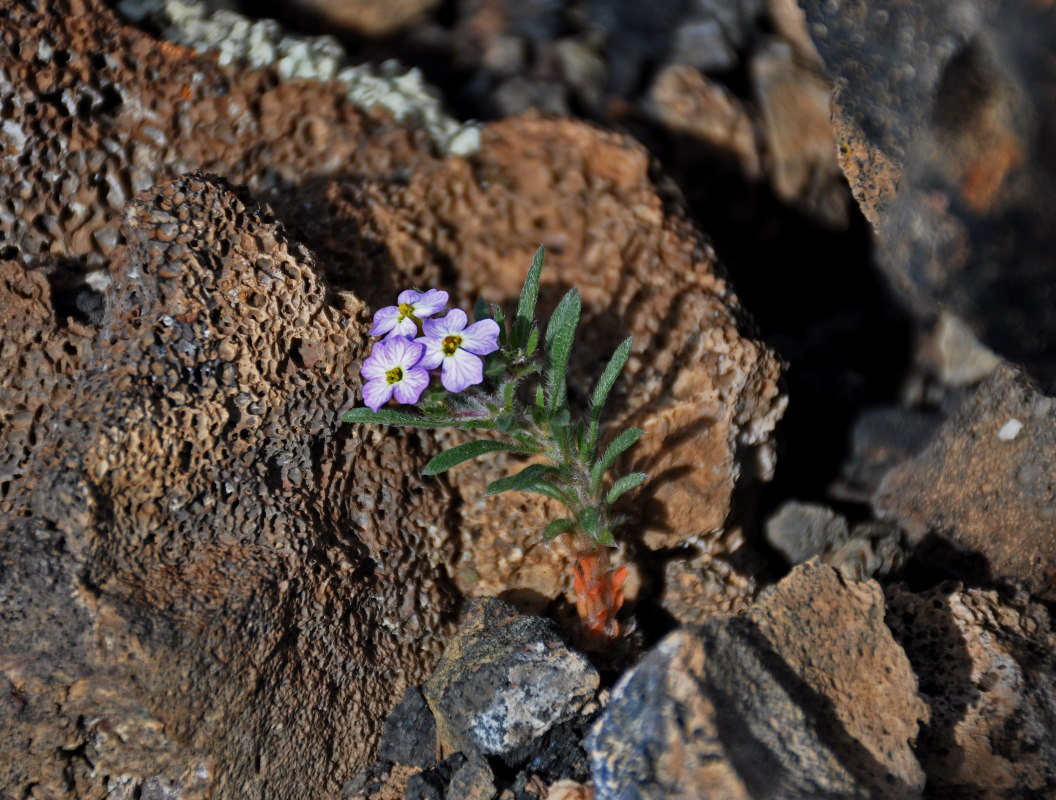 Image of Dontostemon perennis specimen.