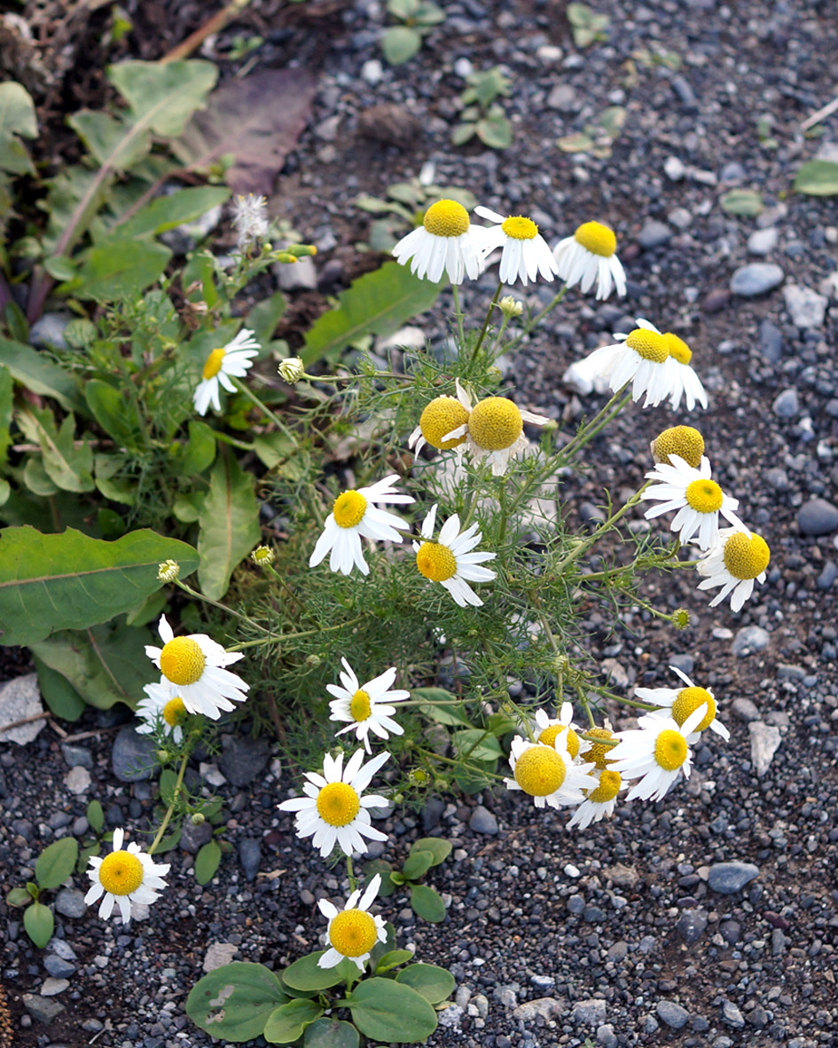 Изображение особи Tripleurospermum inodorum.