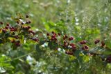 Cotoneaster multiflorus