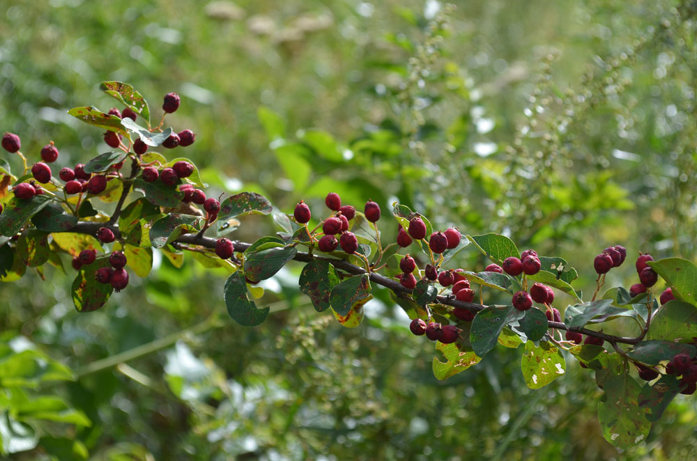 Изображение особи Cotoneaster multiflorus.