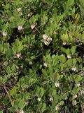 Arctostaphylos hookeri ssp. franciscana