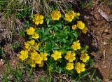 Potentilla ruprechtii