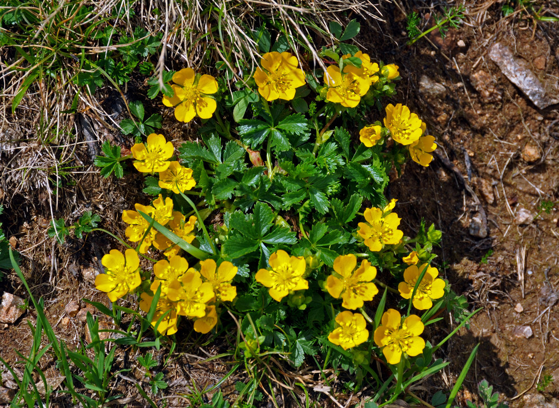 Image of Potentilla ruprechtii specimen.