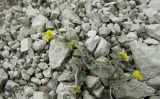 Odontarrhena tortuosa. Цветущее растение. Крым, Бахчисарайский р-н, подножие горы Чилтер-Кая у пещерного монастыря Чилтер-Мармара. 04.05.2009.