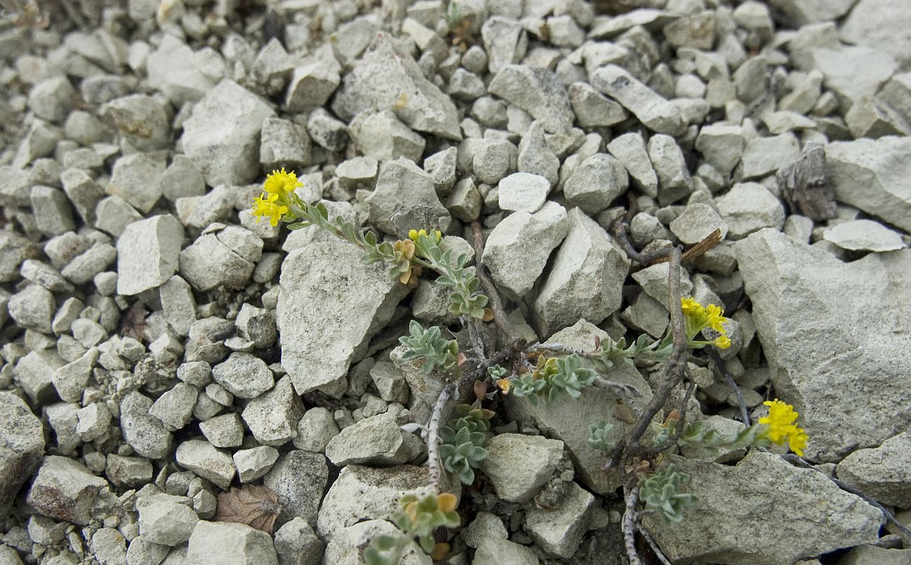 Image of Odontarrhena tortuosa specimen.