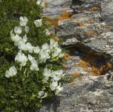Astragalus levieri. Цветущее растение. Кабардино-Балкария, гора Чегет, около верхней станции кресельного подъёмника, выс. ок. 3000 м н.у.м., на скале. 08.07.2009.