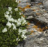 Astragalus levieri. Цветущее растение. Кабардино-Балкария, г. Чегет, выс. ок. 3000 м н.у.м. 08.07.2009.