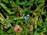 Commelina diffusa. Верхушка цветущего растения. Малайзия, Камеронское нагорье, окр. г. Бринчанг, ≈ 1400 м н.у.м., у дороги. 03.05.2017.