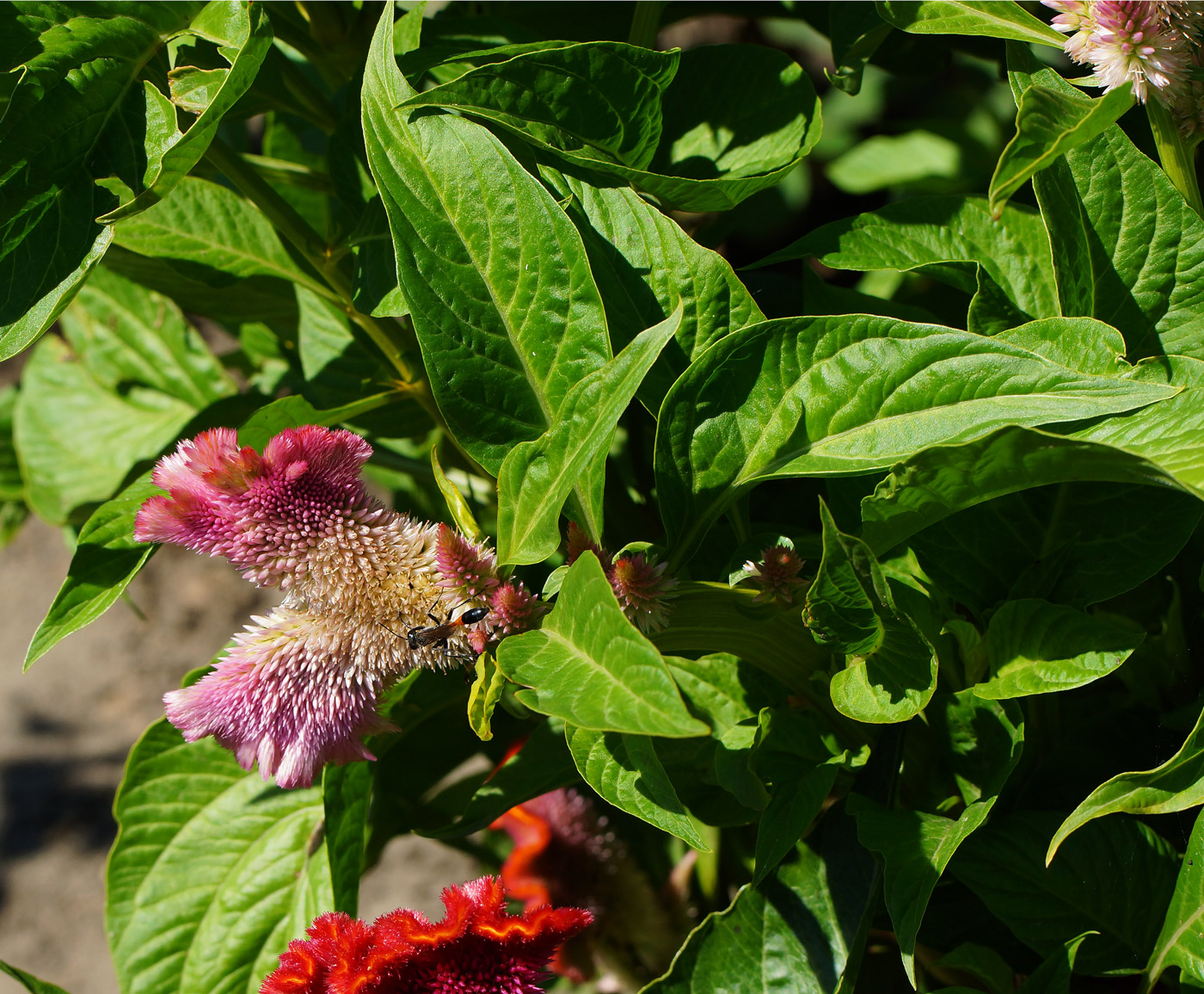 Изображение особи Celosia cristata.