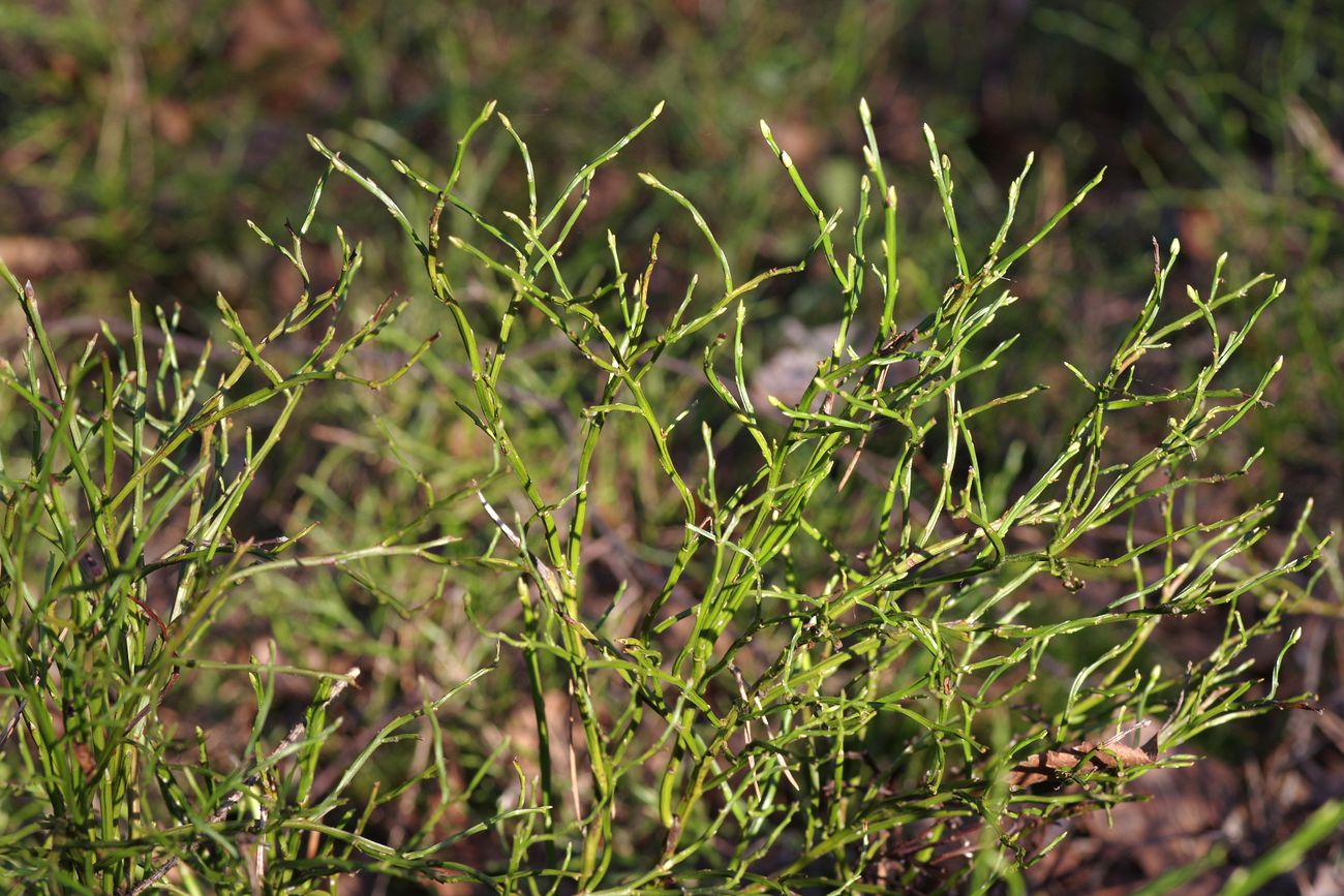 Image of Vaccinium myrtillus specimen.