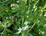 genus Galium. Часть стебля с цветками и бутонами. Якутия, Мирнинский р-н, окр. пос. Светлый. 08.07.2009.