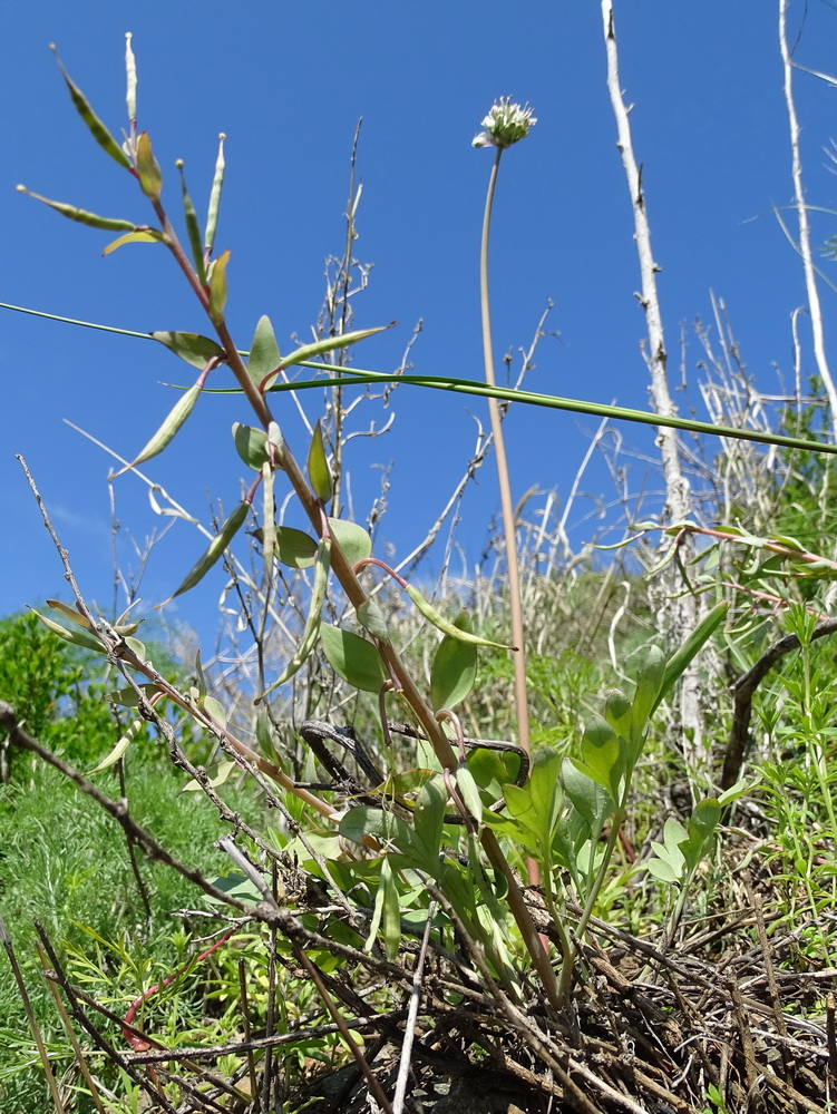 Image of Corydalis schanginii specimen.