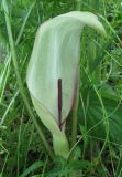 Arum amoenum