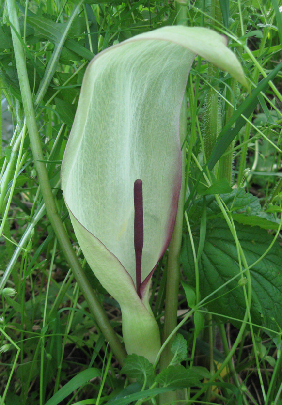 Image of Arum amoenum specimen.