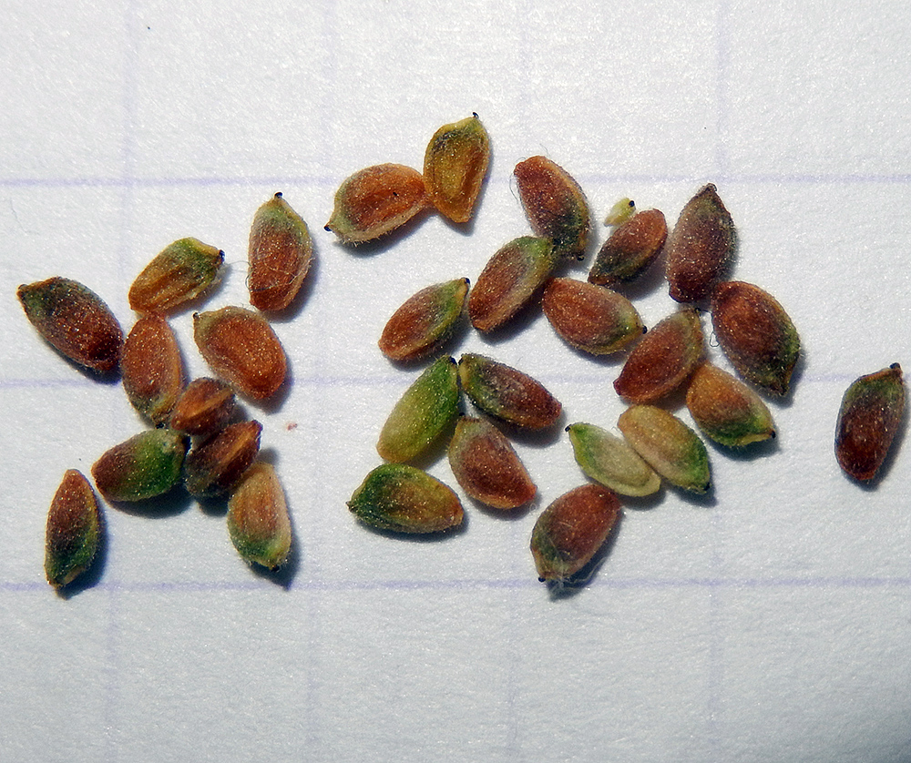 Image of Anemone banketovii specimen.