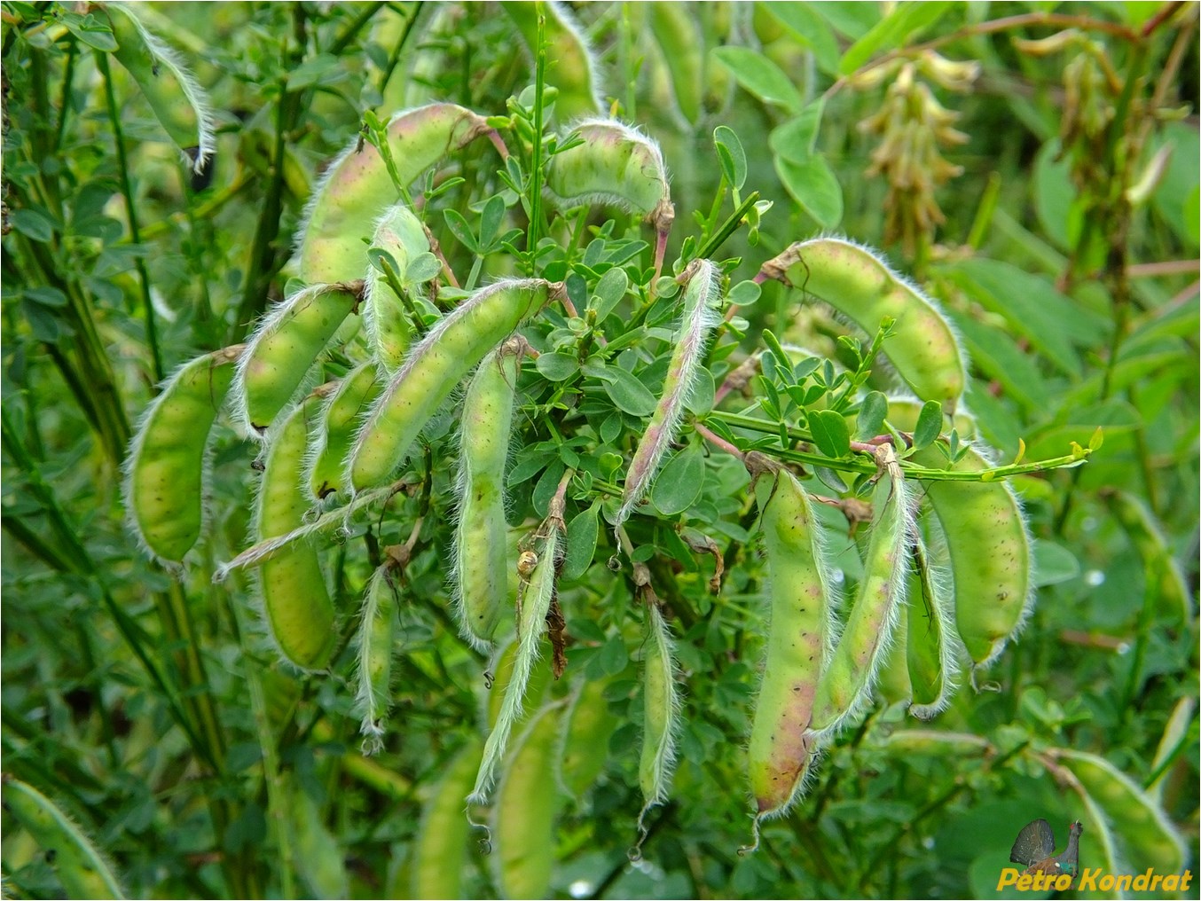 Image of Sarothamnus scoparius specimen.