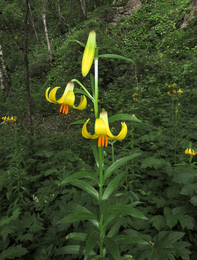 Image of Lilium monadelphum specimen.