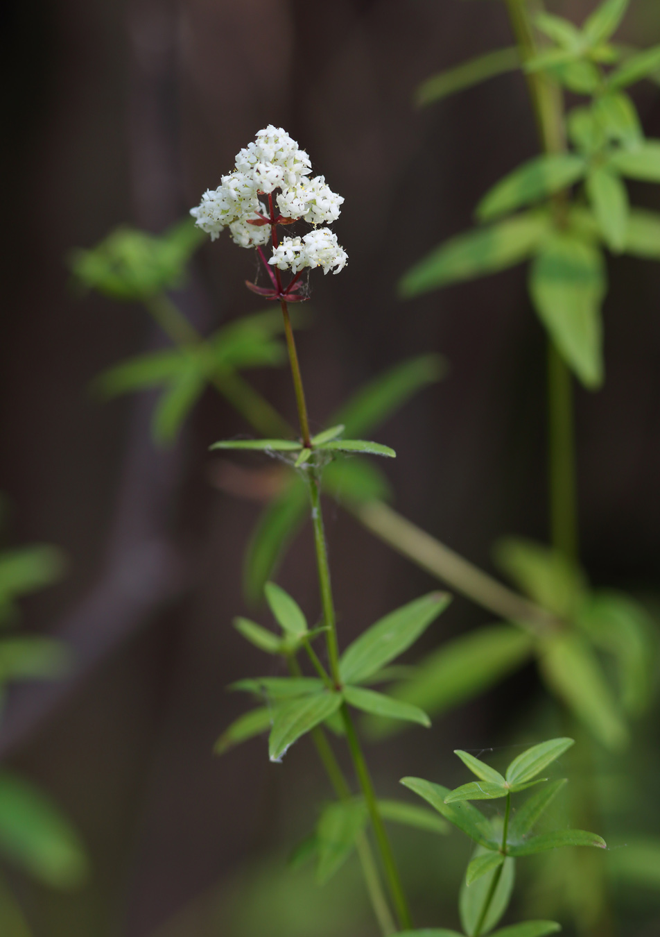 Image of Galium boreale specimen.