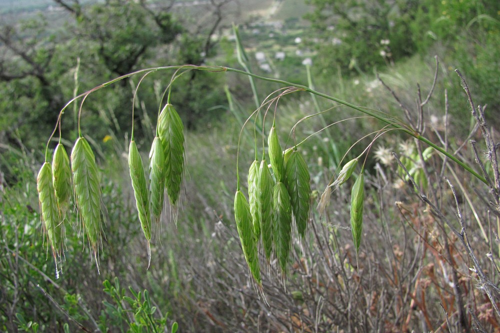 Image of Bromus squarrosus specimen.