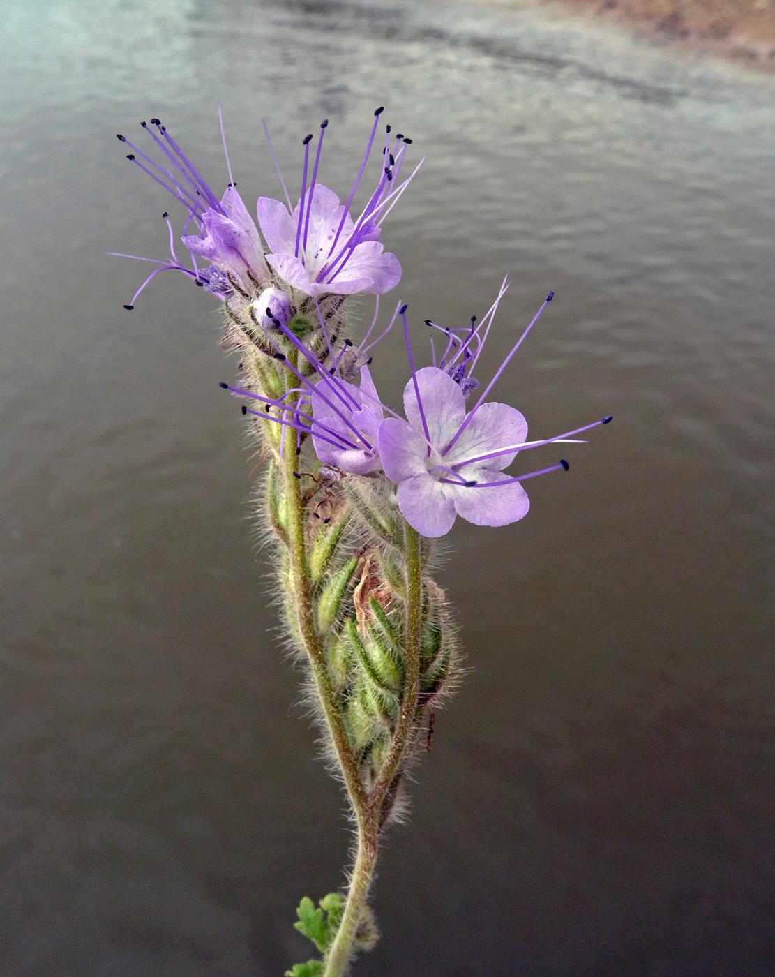 Image of Phacelia tanacetifolia specimen.