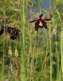Aquilegia vulgaris