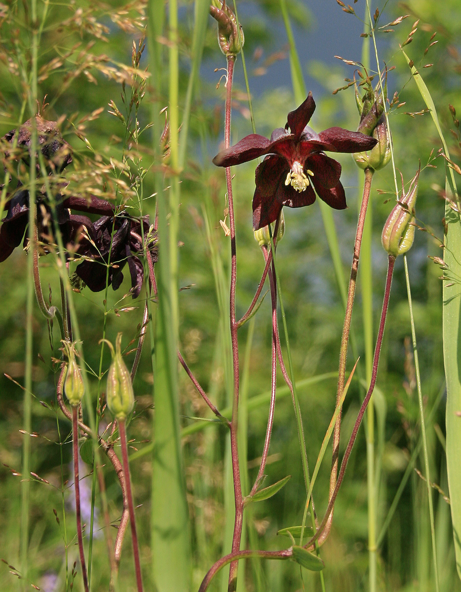 Image of Aquilegia vulgaris specimen.