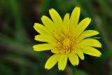 Tragopogon reticulatus. Соцветие-корзинка. Карачаево-Черкесия, Зеленчукский р-н, окр. пос. Архыз, хребет Абишира-Ахуба, южный склон пер. Федосеева, ≈ 2200 м н.у.м., субальпийский луг. 30.07.2018.