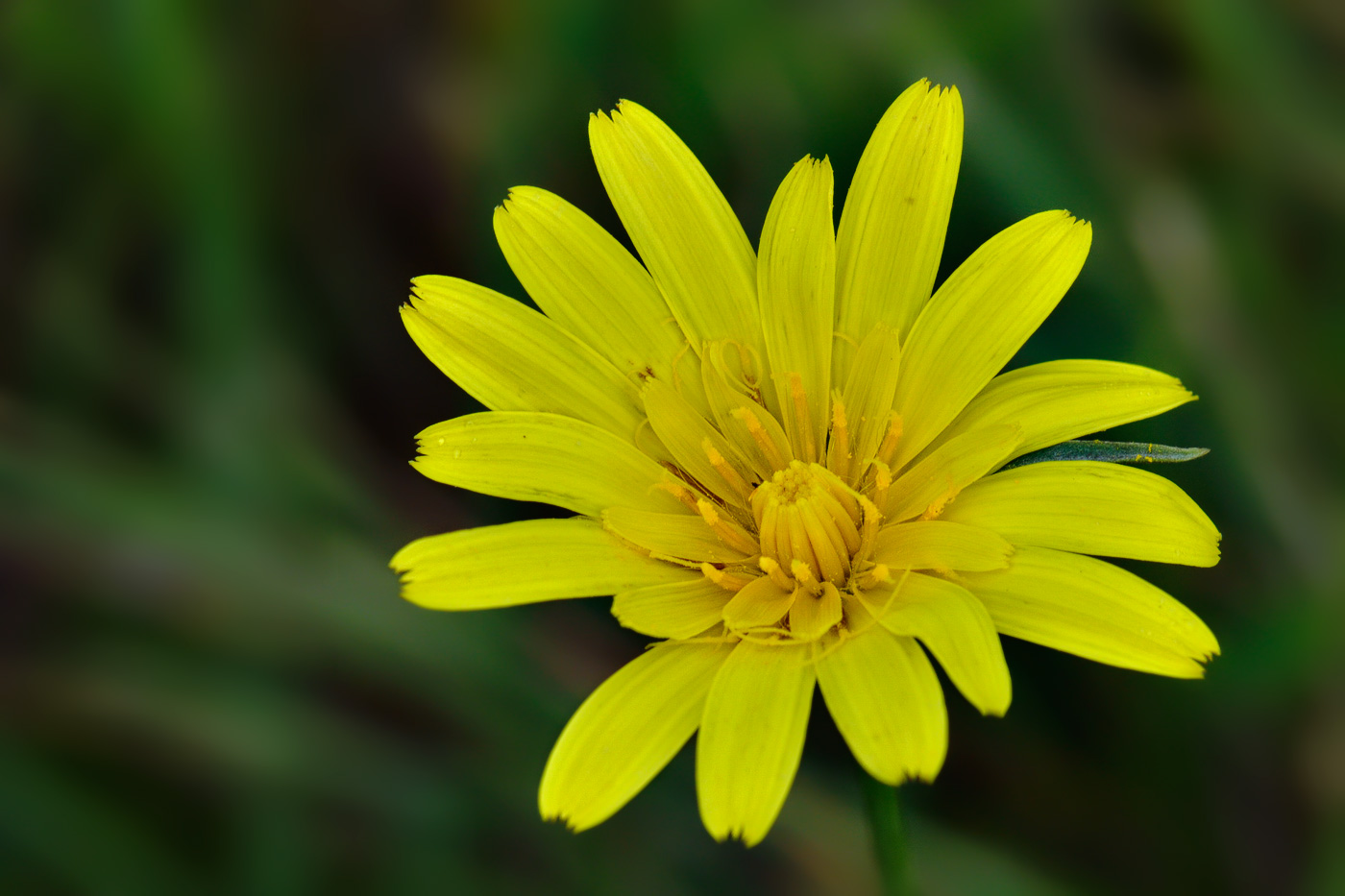 Изображение особи Tragopogon reticulatus.