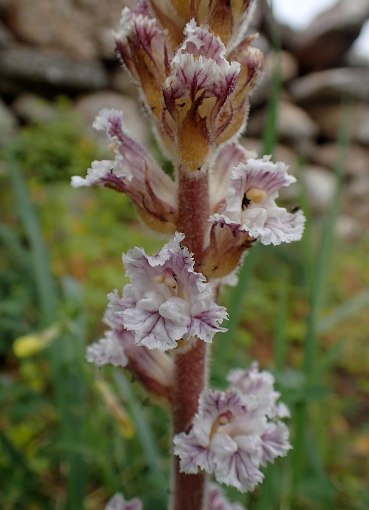 Image of Orobanche crenata specimen.