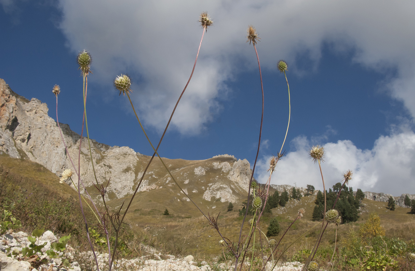 Изображение особи Scabiosa bipinnata.